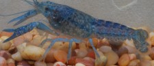 Procambarus_clarkii - modrá forma.jpg